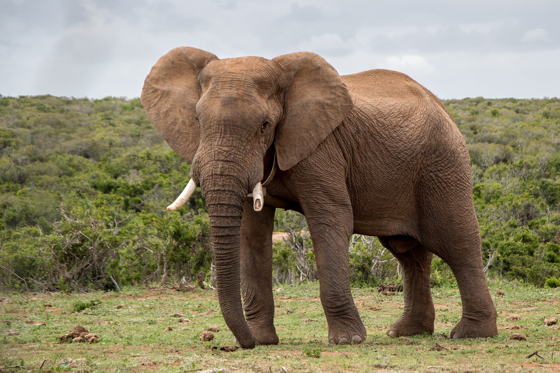 Cancer is rare in Elephants - Why is cancer so common - Elephants and Humans the cancer connection