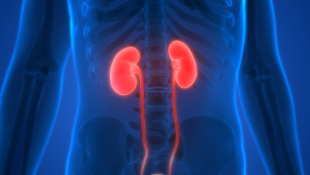 kidneys - kidney cancer - renal cell cancer - renal cell cancer diagnosis