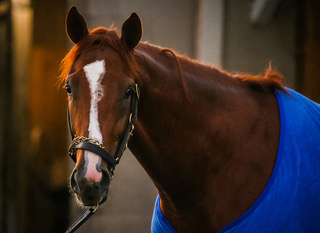 cyberknife horse named after cyberknife treatment